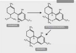 Dronabinol o Marinol