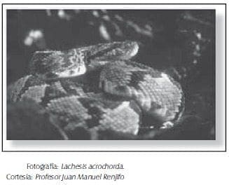 Guascama (Lachesis acrochorda)