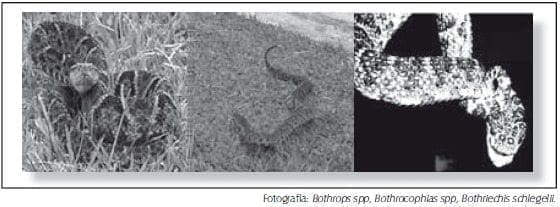 Bothrops, Bothrocophias, Bothriechis, Bothriopsis y Porthidium ( Mapaná) Bothrops, Bothrocophias, Bothriechis, Bothriopsis y Porthidium ( Mapaná)