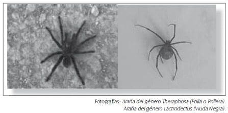 Arañas del género (polla o pollera, viuda negra) Arañas del género (polla o pollera, viuda negra)