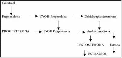 Biosíntesis de la progesterona.