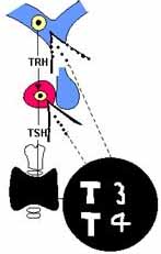 Adenohipofisis Adenohipofisis