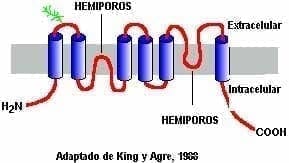 Acuaporinas en glándula tiroidea