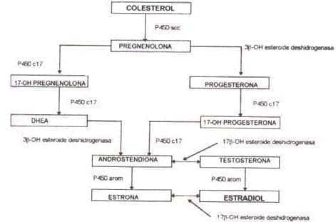 Síntesis de los esteroides sexuales