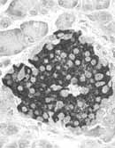 Páncreas islotes de Langerhans Páncreas islotes de Langerhans