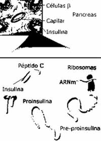 La insulina se libera por exocitosis y pasa a la sangre