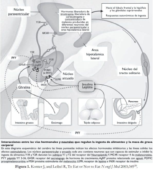 Interacciones entre vías hormonales y neurales - Ingesta de alimentos