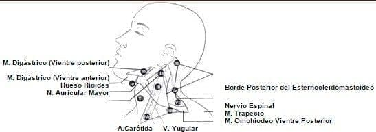 Niveles ganglionares del cuello