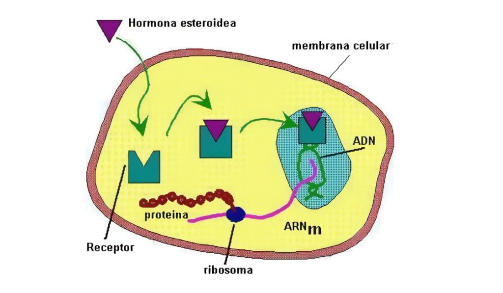 Secreción Hormonal
