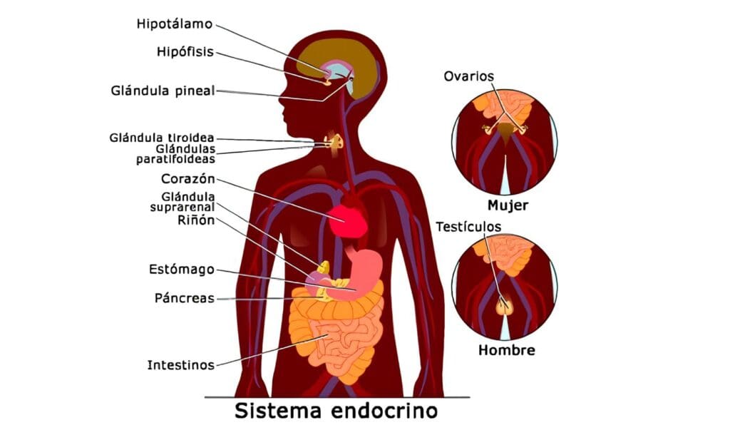 Sistema Endocrino Entérico