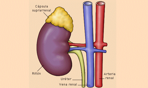Médula Suprarrenal