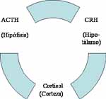 Eje Hipotálamo-Hipófisis-Suprarrenales con feed-back negativo