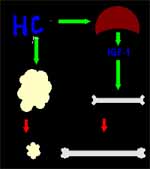 Hormonas somato-mamotróficas Hormonas somato-mamotróficas
