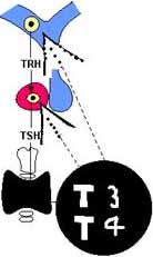 Eje Hipotálamo-Hipófisis-Tiroides