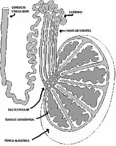 Fisiología del Testículo Fisiología del Testículo