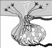 Sistema neuroendocrino Sistema neuroendocrino