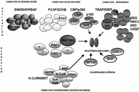 Co-activadores y co-represores de la trascripción celular Co-activadores y co-represores de la trascripción celular