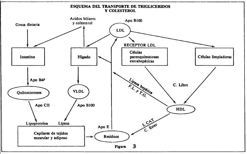 Esquema transporte trigliceridos