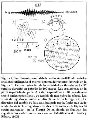 Barrido rostro caudal Barrido rostro caudal