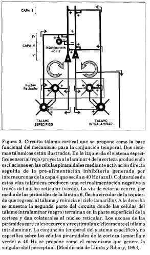 Circuito tálamo cortical