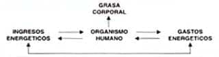 Interacción de los principales determinanates de la grasa corporal Interacción de los principales determinanates de la grasa corporal