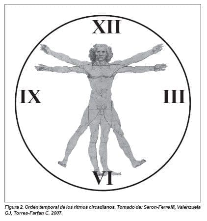 Orden temporal de los ritmos Circadianos Orden temporal de los ritmos Circadianos