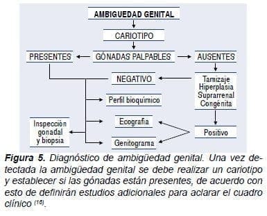 Diagnostico de ambiguedad genital Diagnostico de ambiguedad genital