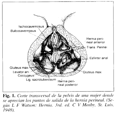 Corte transversal de la pelvis de una mujer