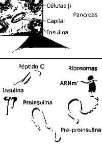 Las nuevas insulinas Las nuevas insulinas
