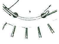 Craneología Craneología