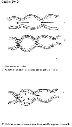 Contracción del colon