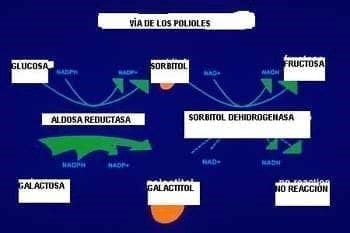 vía de los polioles