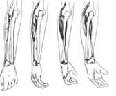 Antebrazo en pronación con la muñeca en flexión volar