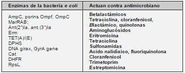Enzimas de la bacteria Escherichia Coli