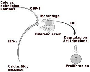 Proceso Macrófago, Metabolismo del Triptófano Proceso Macrófago, Metabolismo del Triptófano