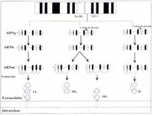 Localización cromosómica, corto y empalme alternativo y expresión del FcgRI Localización cromosómica, corto y empalme alternativo y expresión del FcgRI
