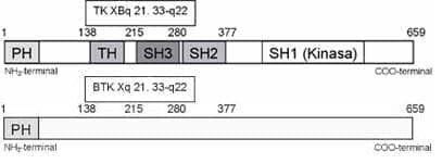 Modelo esquemático con diferentes dominios de la BTK. PH Modelo esquemático con diferentes dominios de la BTK. PH