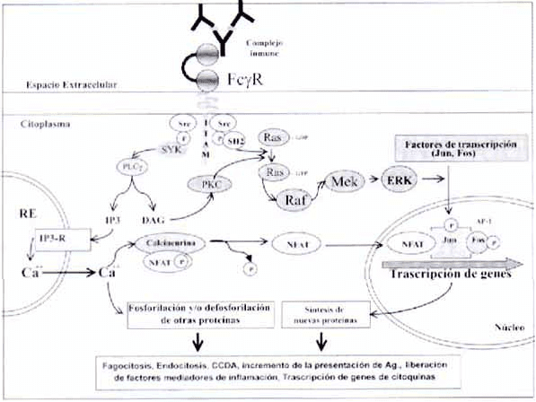 Mecanismos de señalización intracelular en respuesta al receptor FcgR. Mecanismos de señalización intracelular en respuesta al receptor FcgR.