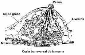 Alergia de pezón Alergia de pezón