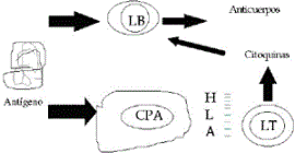 LB son estimulados directamente por los antígenos, mientras que los LT son estimulados por CPAs que procesan los antígenos a péptidos lineales y los expresan junto con moléculas HLA. LB son estimulados directamente por los antígenos, mientras que los LT son estimulados por CPAs que procesan los antígenos a péptidos lineales y los expresan junto con moléculas HLA.