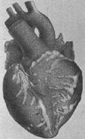 Dibujo del corazón de Carl Seufarth   Dibujo del corazón de Carl Seufarth