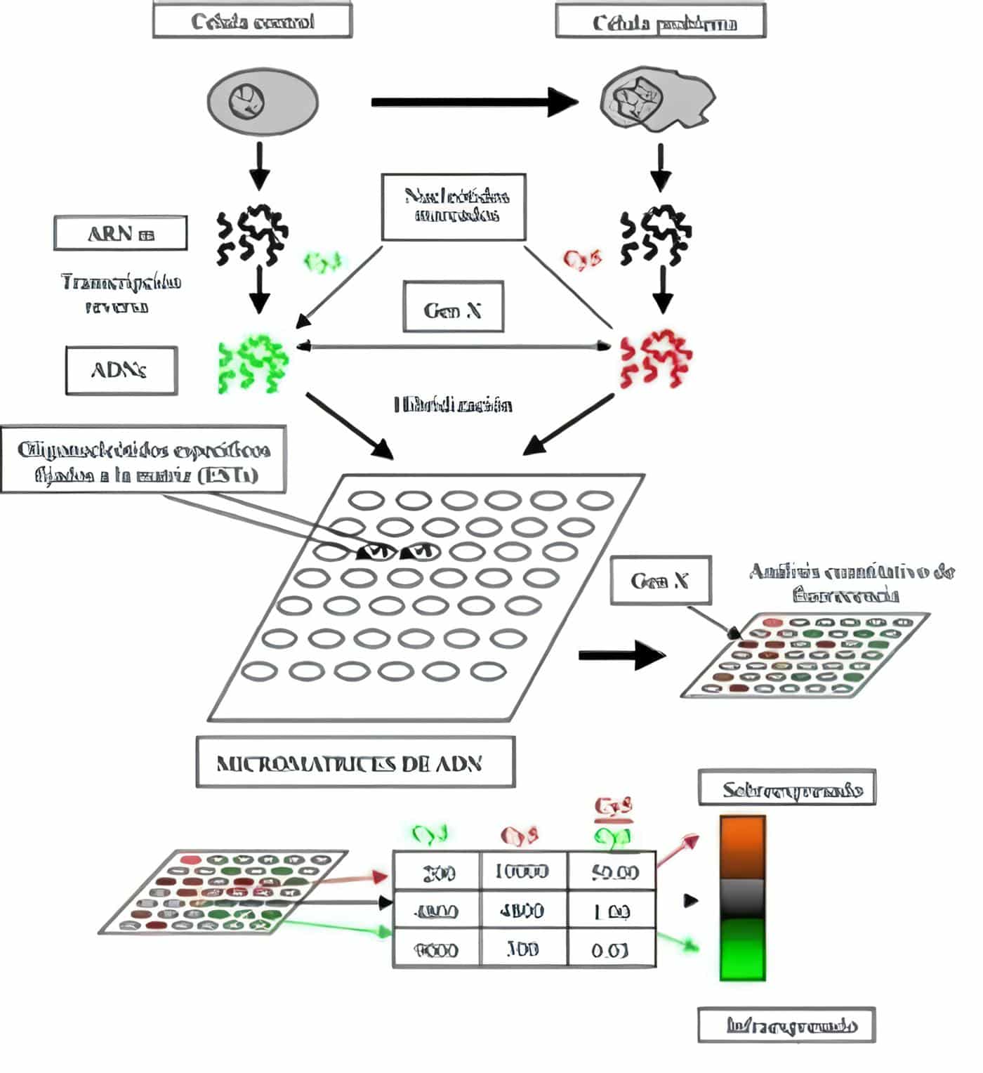 Micromatrices de ADN