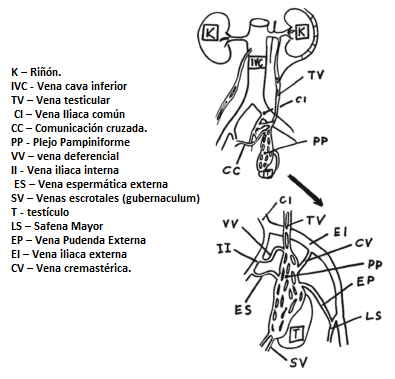 Anatomía del drenaje venoso del testículo izquierdo