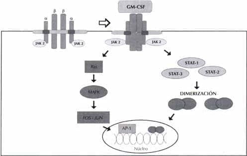 Receptor para el GM-CSF y vías de transducción de señales Receptor para el GM-CSF y vías de transducción de señales