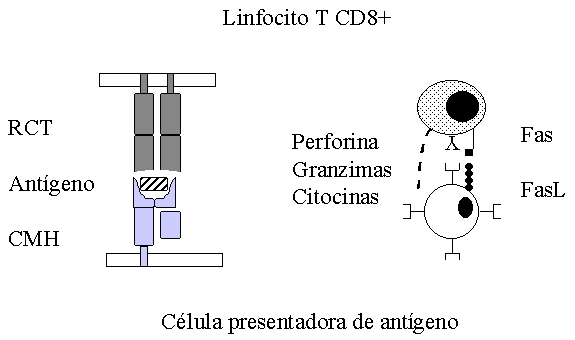Presentación de antígenos al linfocito T CD8+