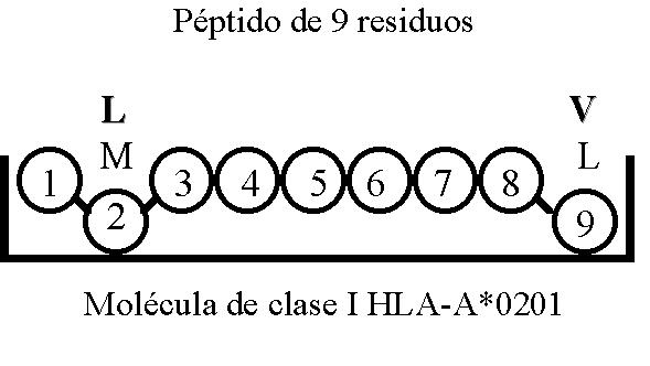 Esquema que representa los residuos del péptido