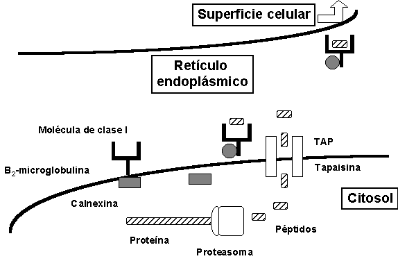 Retículo endoplasmático