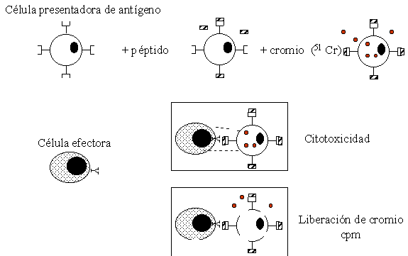 Prueba de citotoxicidad por liberación de cromio