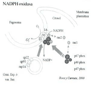 Sistema NADPH oxidasa de los Fagocitos Sistema NADPH oxidasa de los Fagocitos