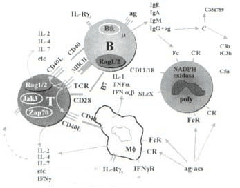 Diagrama simplificado de los componentes de los genes Diagrama simplificado de los componentes de los genes
